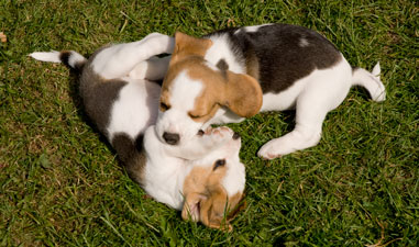 Beglehvalpe der leger. 