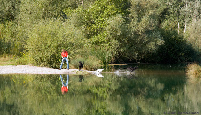 Foto af Jeanette Sams-Dodd, der skyder bolde til sine hunde ved en sø. Det er god motion for hundene og de elsker det. Hundene er to labrador retrievere og en dansk svensk gårdhund.