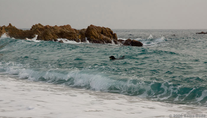 Foto af labrador retriever, der har hentet en bold ude i vandet. At skyde bolde er god motion og hundene elsker det.
