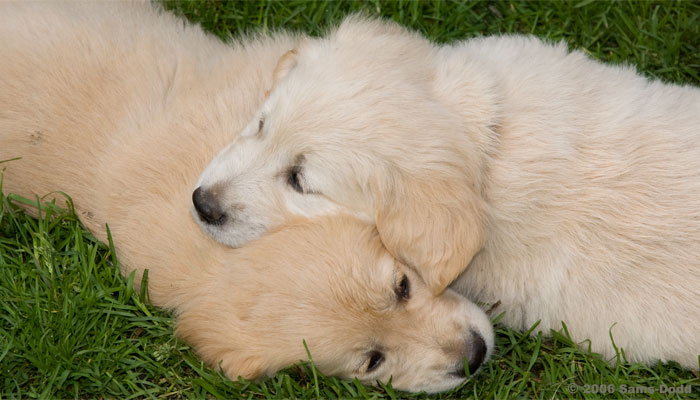Golden retriever hvalpe. Hunde kan uddannes og trænes til at udføre en række praktiske opgave for personer med fysiske handikap. Det er oftest retrievere, fx. labrador og golden, der benyttes, men andre racer kan også uddannes. Uddannelsen og opdragelsen starter når hvalpen er omkring 8 uger og fortsætter til den er omkring 1 år.