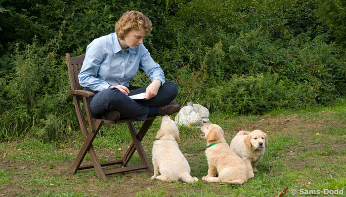 Jeanette Sams-Dodd observerer Golden Retriever hvalpe. Bogen om Hunden indeholder bl.a. et system udviklet af Jeannette til at adfærdsteste / mentalteste hvalpe. Systemet kan benyttes til alle racer, fx. schæfer, labrador, rottweiler, terrier, beagle, berner sennen og collie.