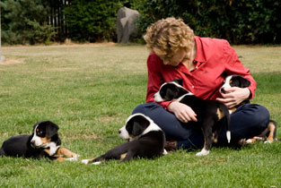 Jeanette Sams-Dodd med Grosser schweizer sennenhund hvalpe
