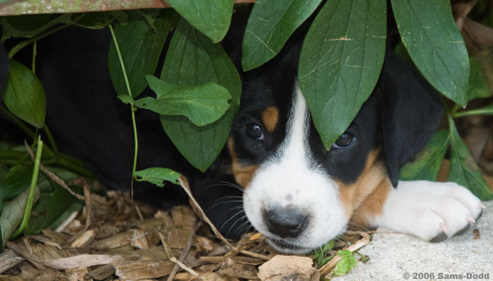 Grosser schweizer sennenhund. 