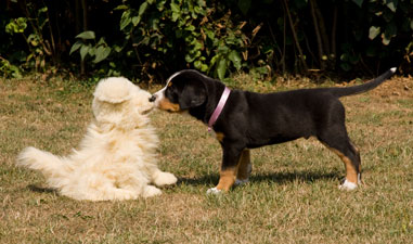 Rottweiler hvalp undersøger tøjhund. Billedet er fra den hvalpetest / mentaltest, som beskrives i Bogen om Hunden.