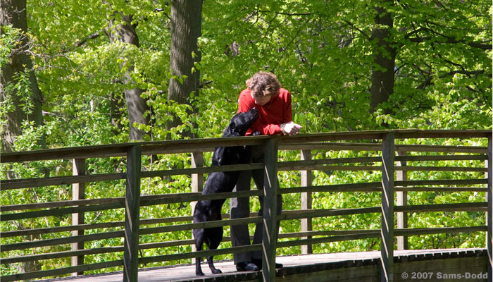 Jeanette Sams-Dodd sammen med Hannah, en labrador retriever. Hannah er uddannet som servicehund og har givet opvisninger på TV og udstillinger. 