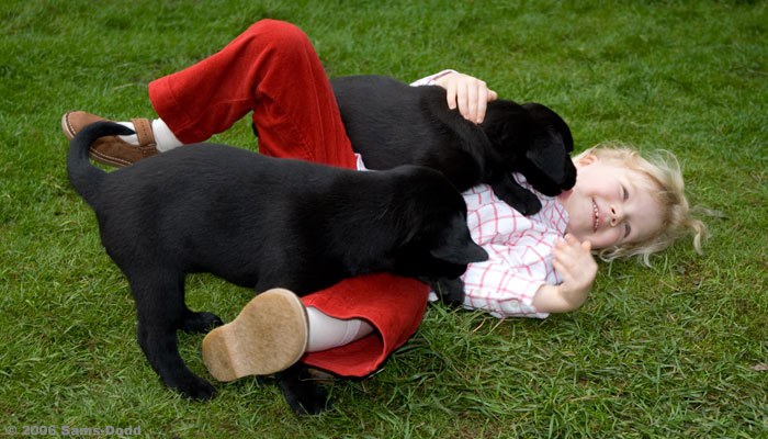 Labrador Retriever Hvalpe. Canix kan uddanne og træne de fleste hunderacer til at udføre bestemte opgaver i forbindelse med filmoptagelser, reklamer, og TV, til at medvirke på et teater eller i et modeshow. 