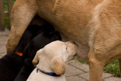 Laborador retriever hvalpe, der ammer hos deres mor.