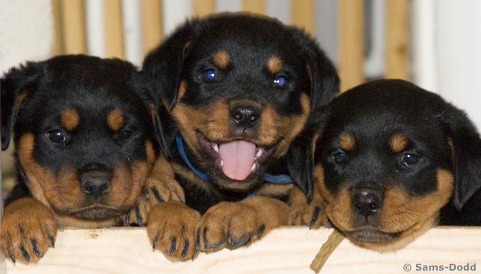 Rottweiler hvalpe. Canix samarbejder gerne med politi, told, militær, og civilforsvar omkring forbedringen af træning og uddannelses metoderne for arbejdshunde. Canix afholder gerne special kurser for professionelle hundeinstruktører og andre der professionelt arbejder med hunde, fx dyrlæge, veterinærsygplejesker.