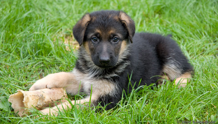 Schæferhvalp. En lydig og vel-fungerende hund nås bedst ved at opbygge et godt tillidsforhold mellem hund og ejer, f.eks. ved at lære hvalpen regler for god opførelse og lydighed gennem leg. Principperne er de samme for alle hunderacer, schæfer, labrador retriever, terrier, rottweiler, collie og så videre.