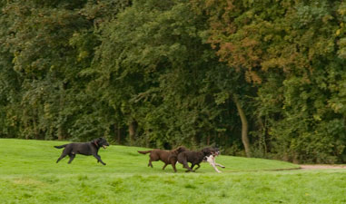 Hunde der leger i en park. Hunde skal have muligheden for at løbe frit uden snor. 